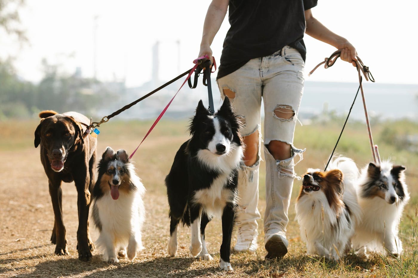 A pet owner walking their dogs