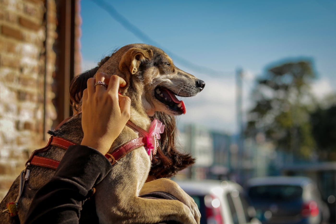 Petting a happy dog