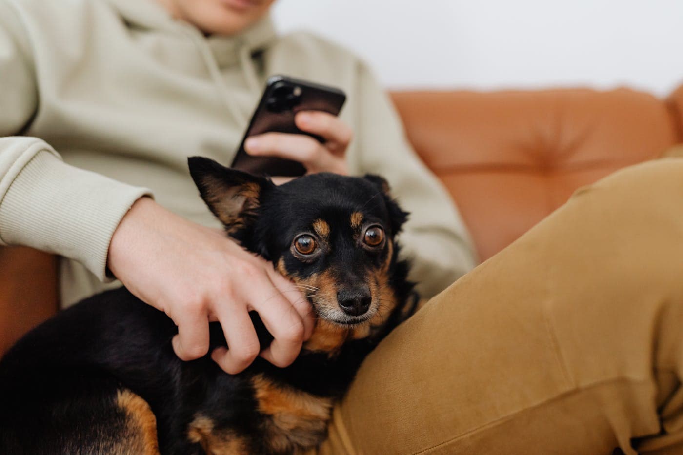 A pet owner posting in PawPost while their dog rests beside them