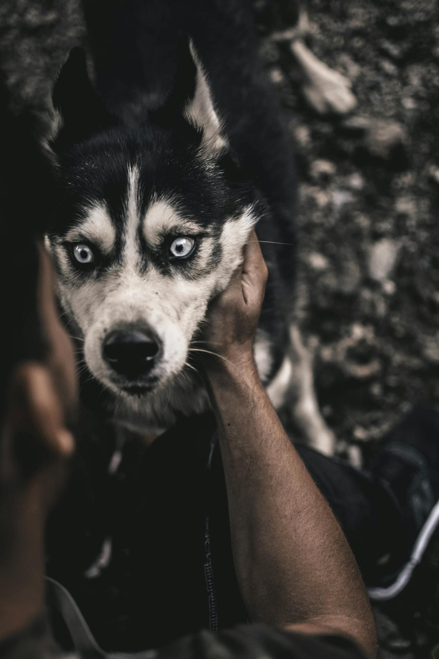A pet owner with their husky