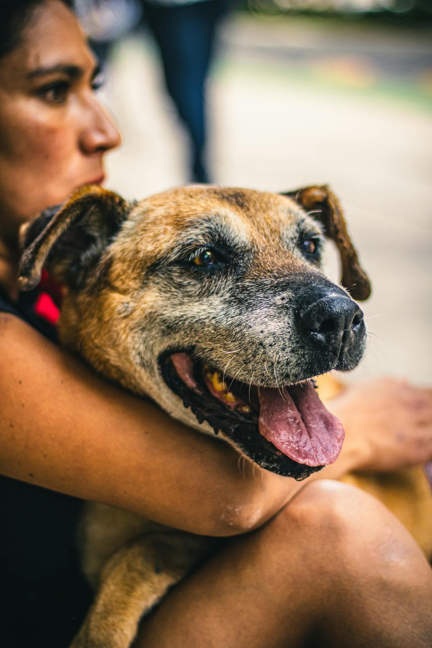 Pet owners gathering at a PetMeet event