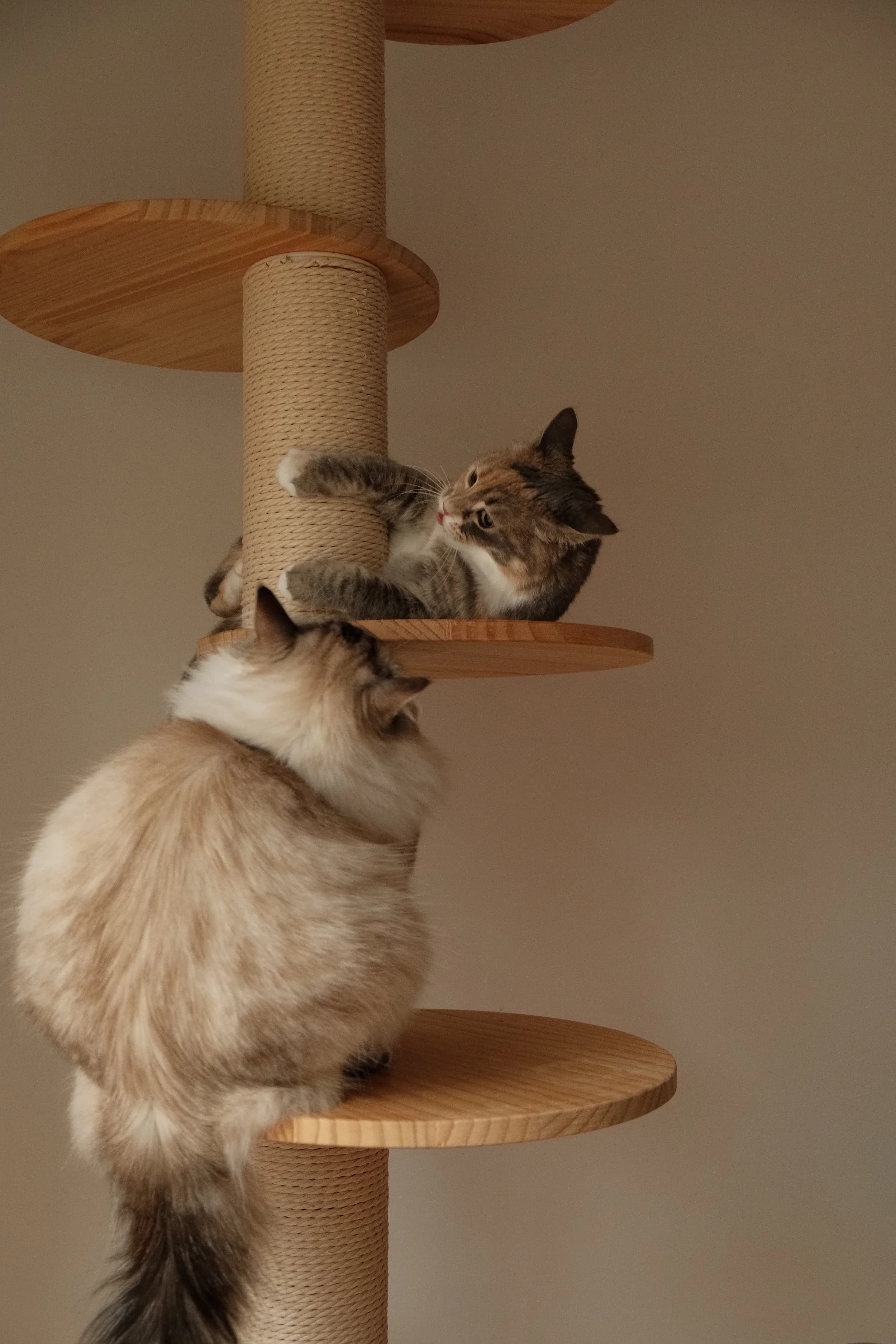 A playful pet on PetMeet