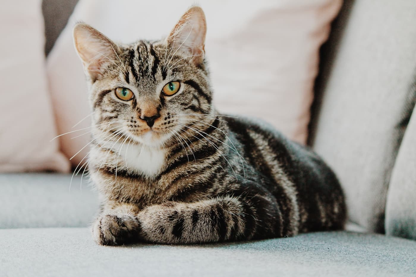 A cat from the PetMeet community